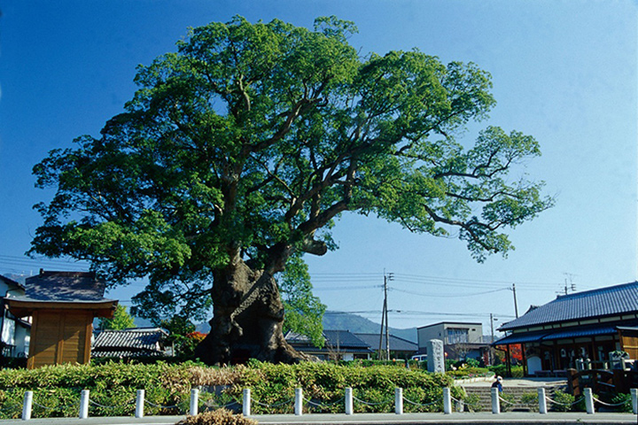 https://common.areamarker.com/v1/company/stlocal/img/kyoten_PATU00031_COL_41.jpg