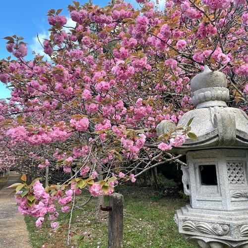 桜ヶ丘公園(曲川神社)