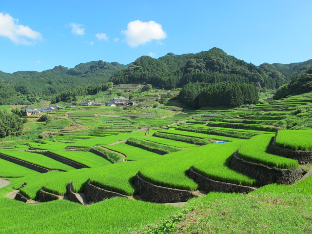 鬼木の棚田 