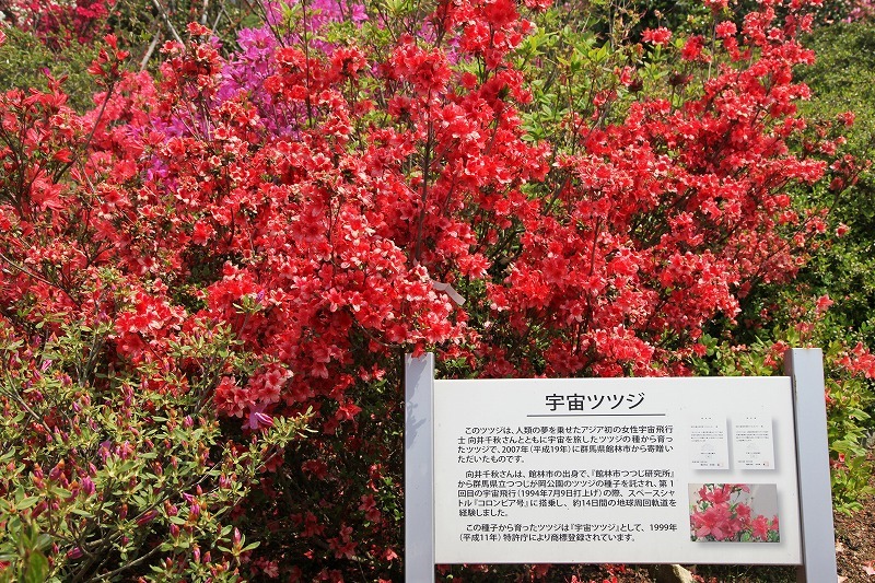 世界つつじセンター
