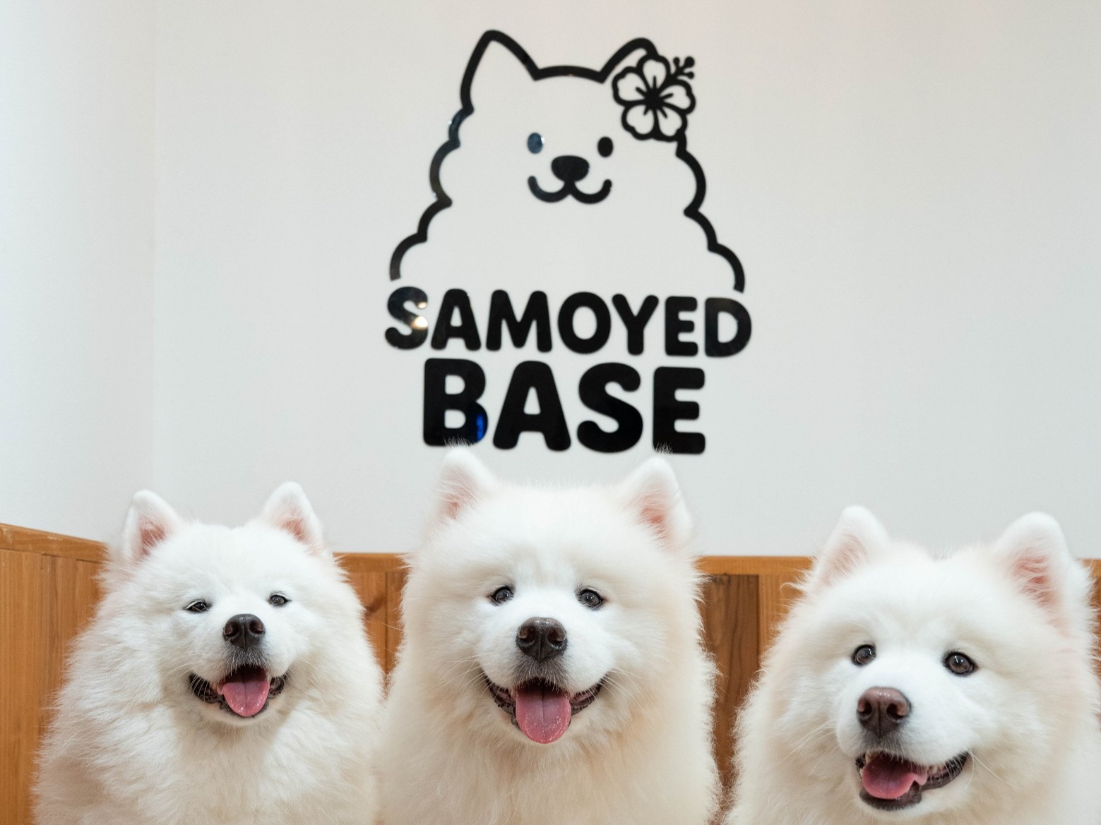 SAMOYED BASE
