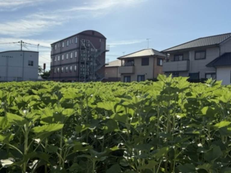 今里さんちの秘密基地的なひまわり畑