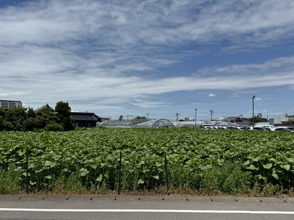 松添さんちのひまわり畑1