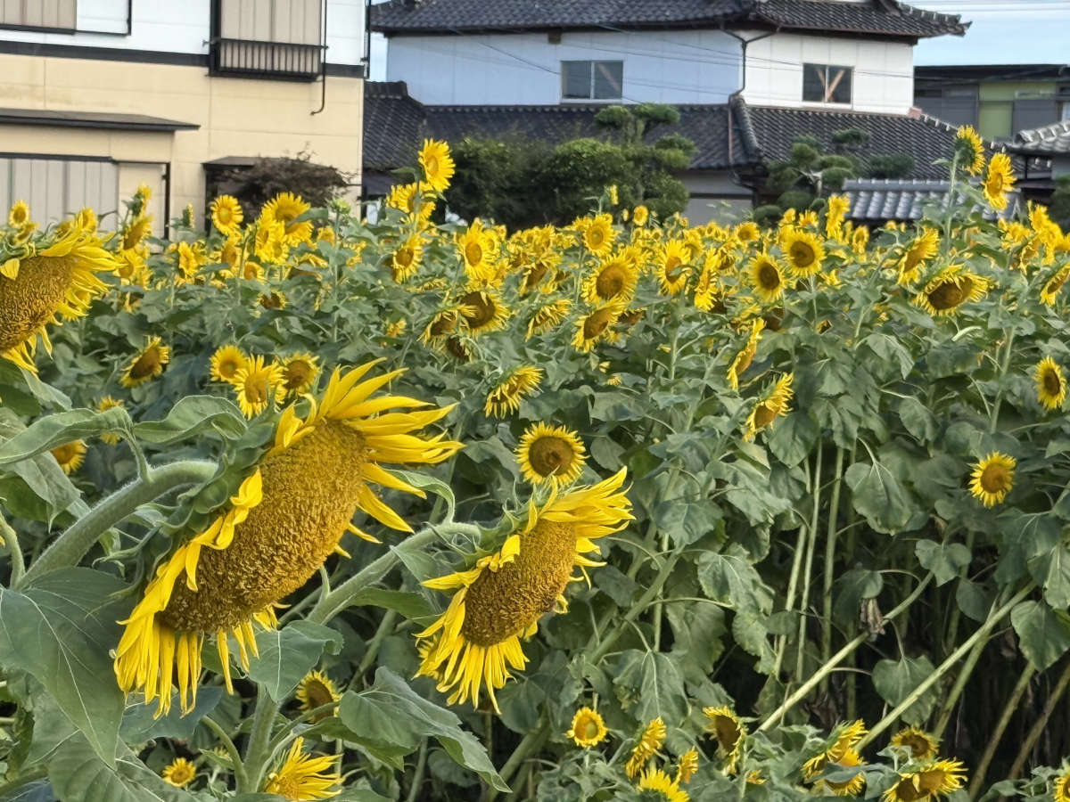 松添さんちのひまわり畑２