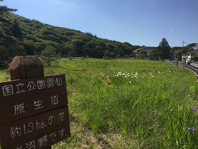 原生沼沼野植物群落
