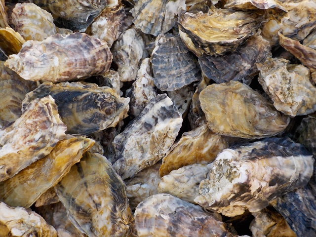 https://common.areamarker.com/v1/company/stlocal/img/kyoten_PUZN00298_COL_41.JPG